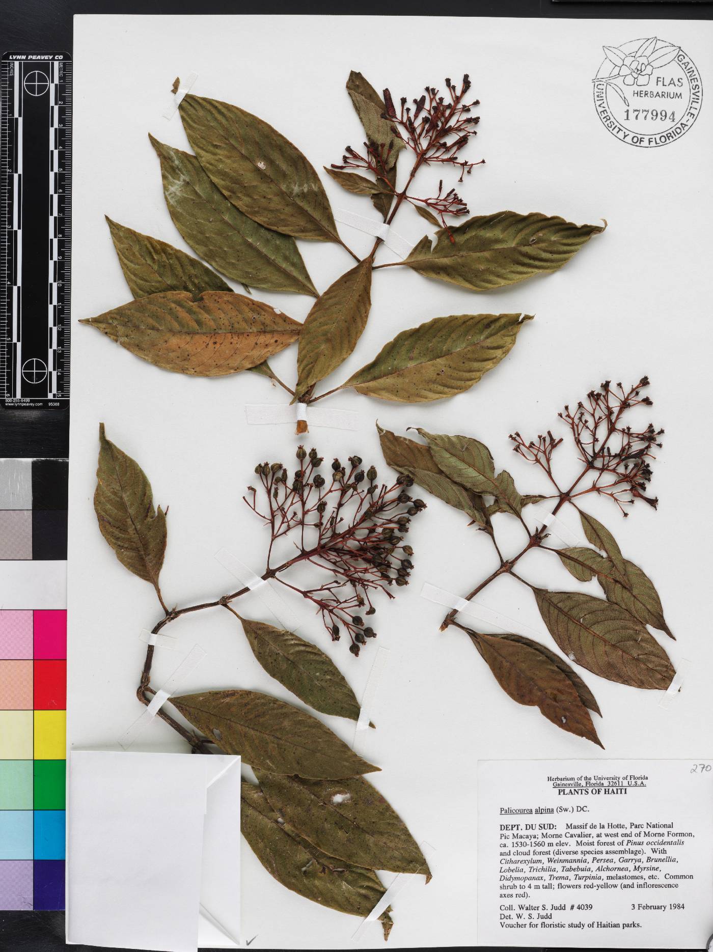 Palicourea alpina image
