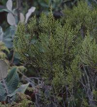 Hypericum millefolium image