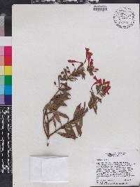 Fuchsia triphylla image