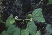 Passiflora sexflora image