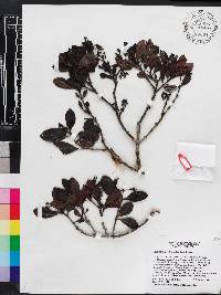 Psychotria alpestris image