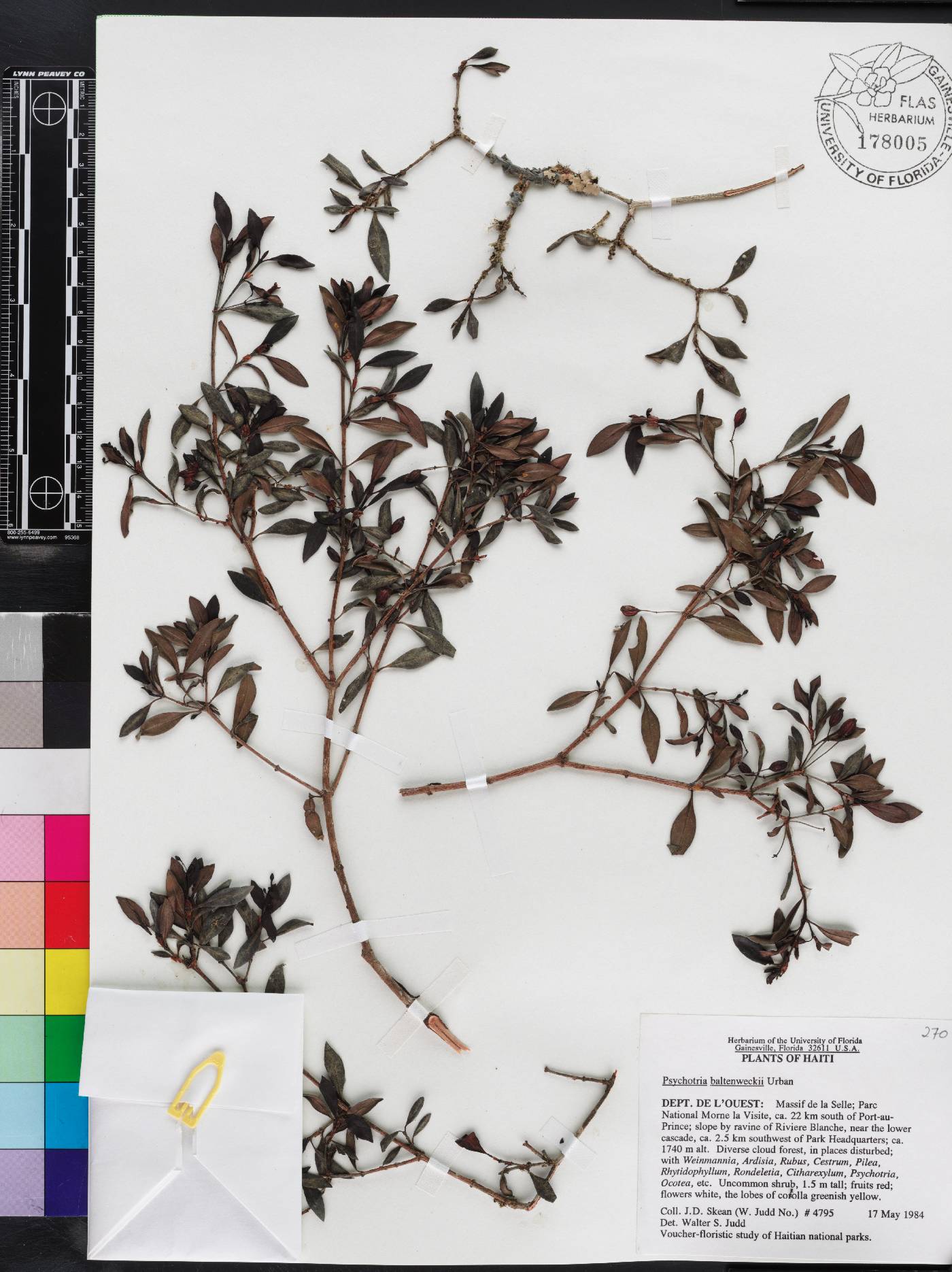 Psychotria baltenweckii image