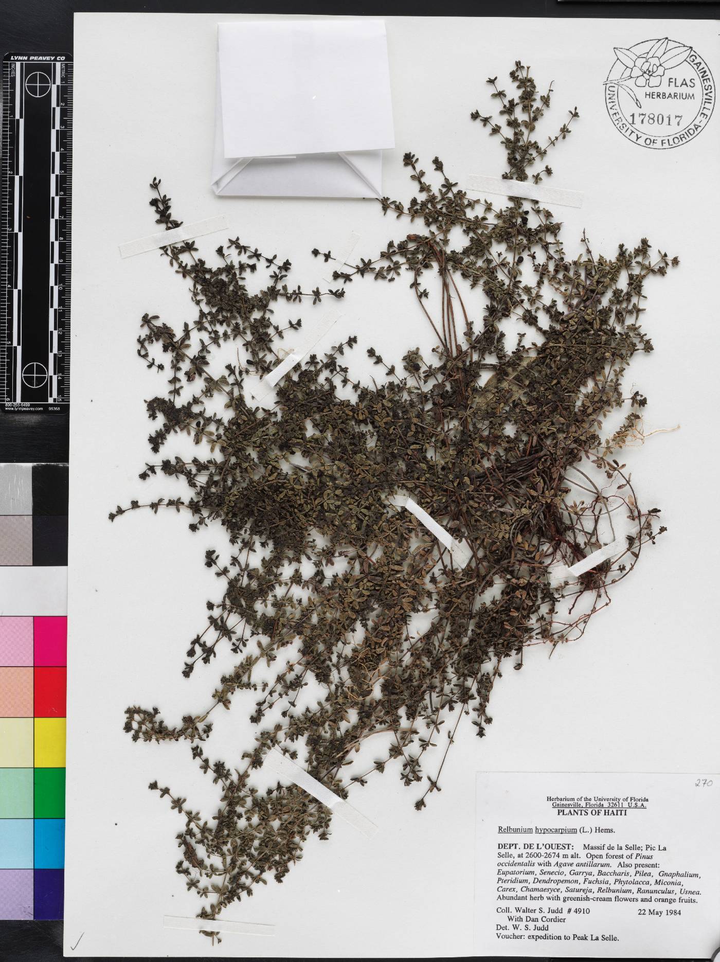Galium hypocarpium image