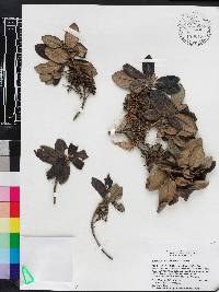 Rondeletia carnea image