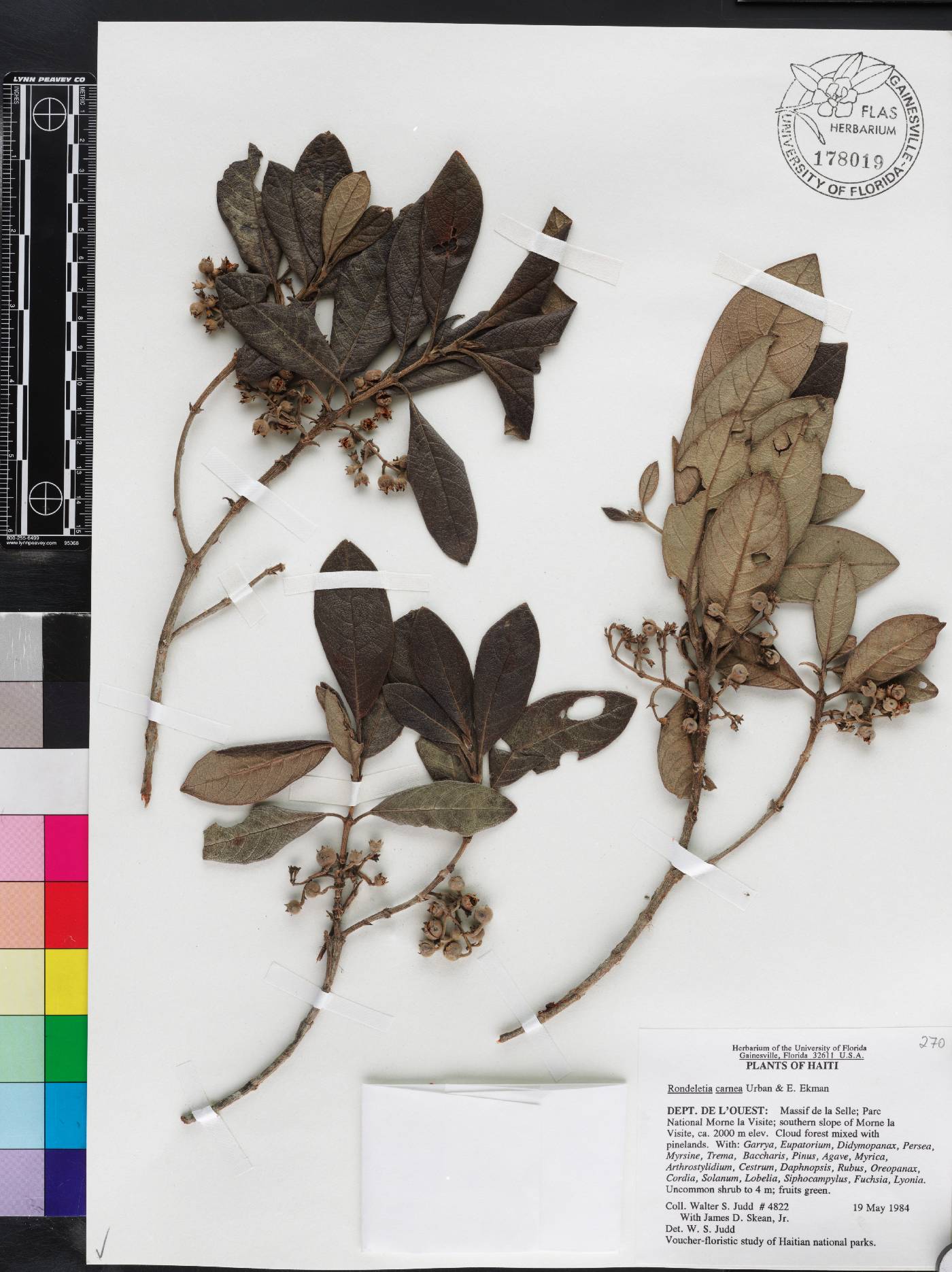 Rondeletia carnea image
