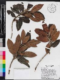 Rondeletia christii image