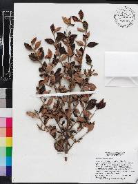 Media resource of Rondeletia domatiata