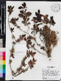 Rondeletia domatiata image