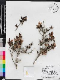 Rondeletia domatiata image