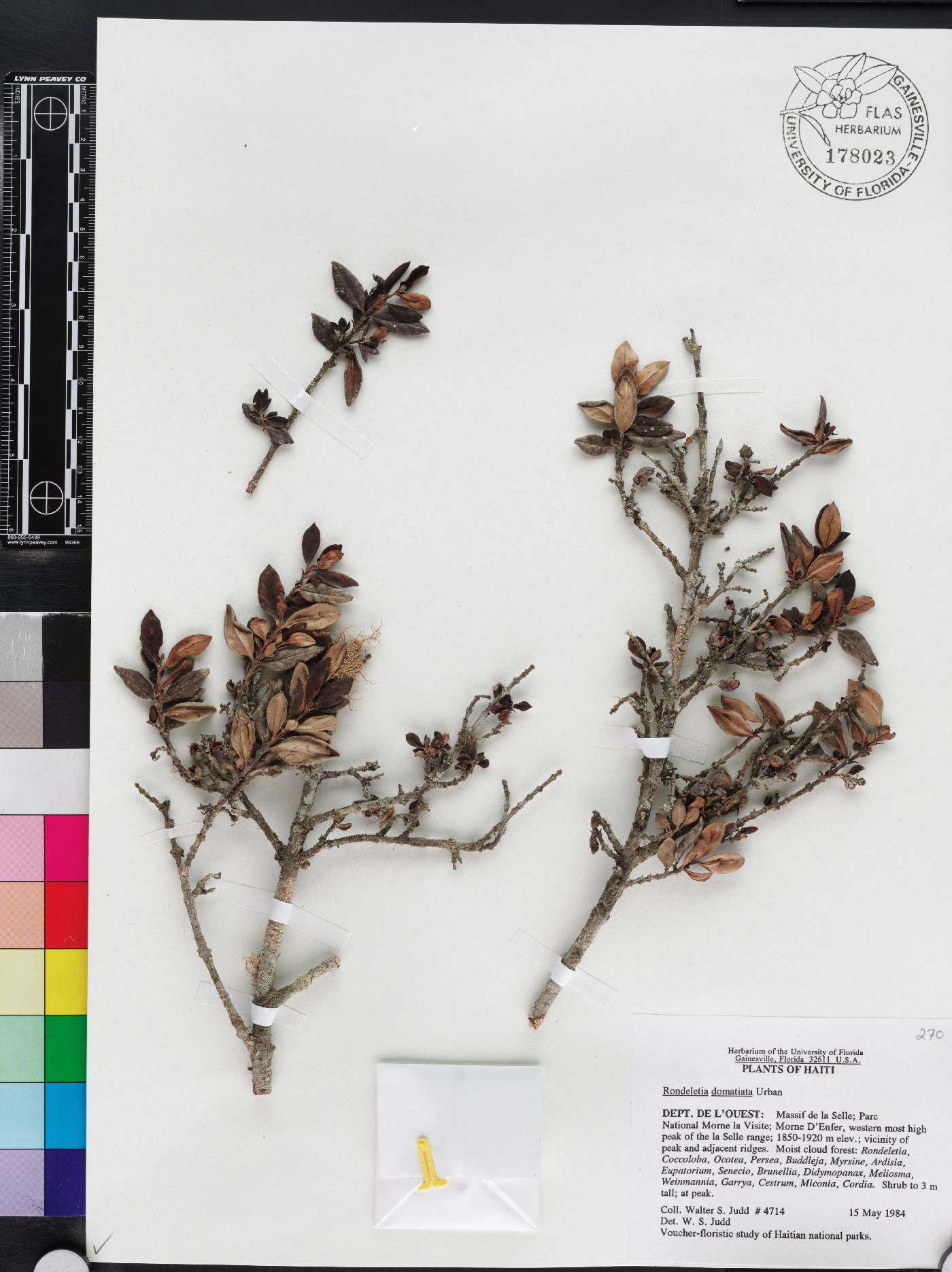 Rondeletia domatiata image