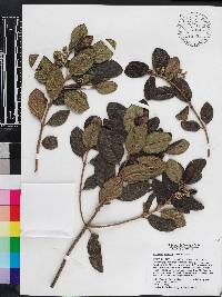 Media resource of Rondeletia formonia