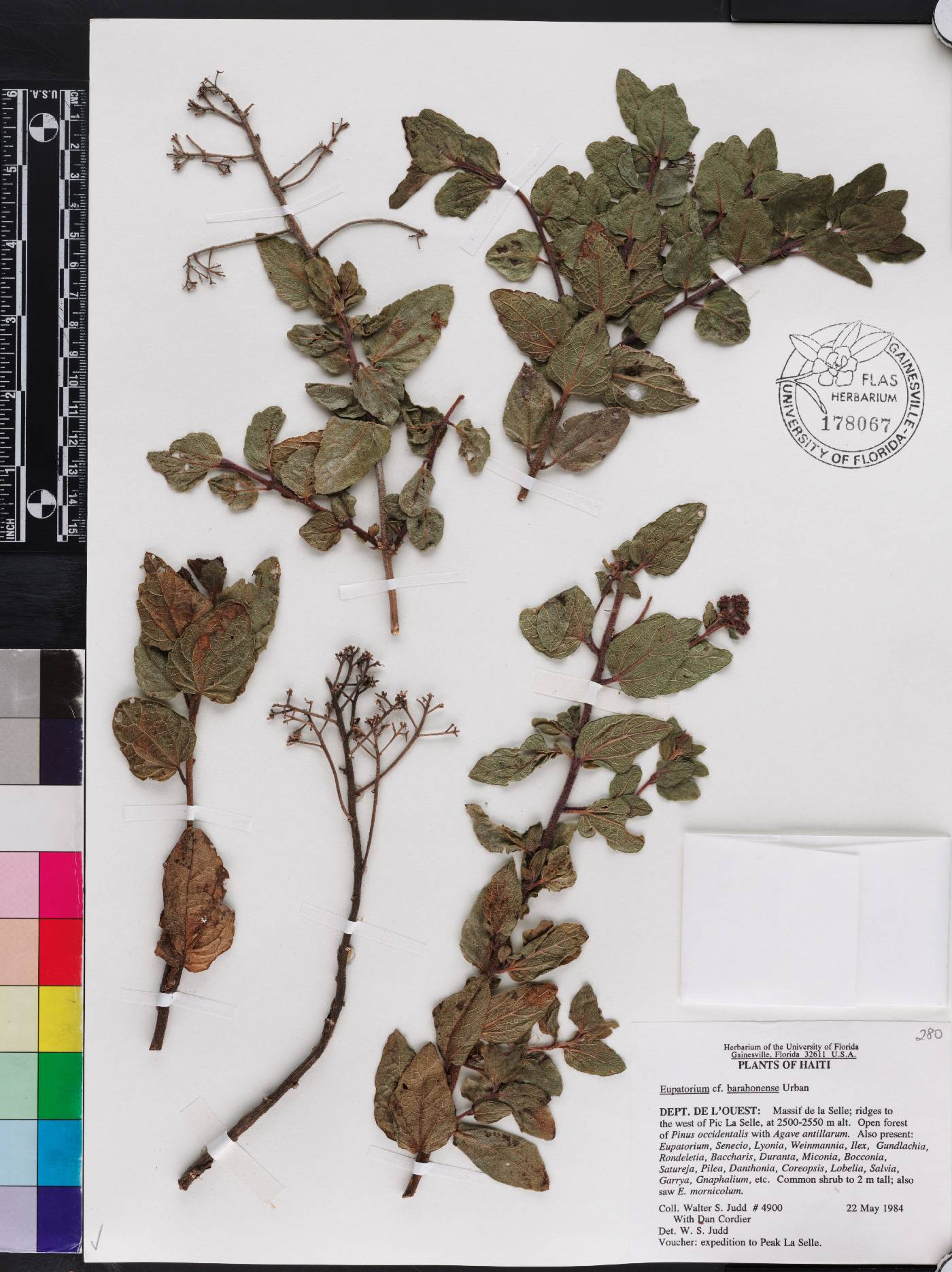 Koanophyllon barahonense image
