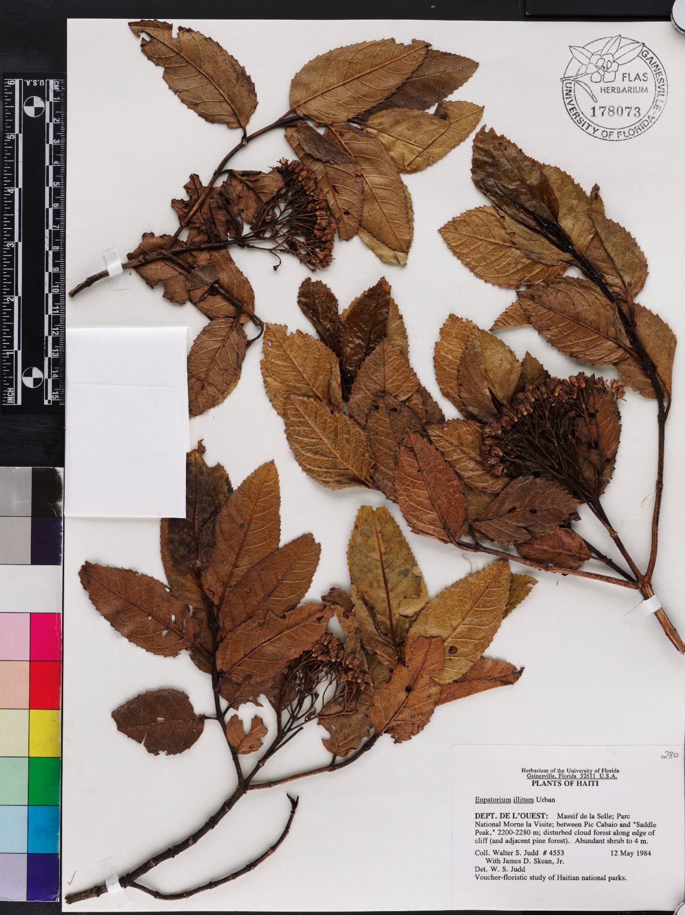 Ageratina illita image