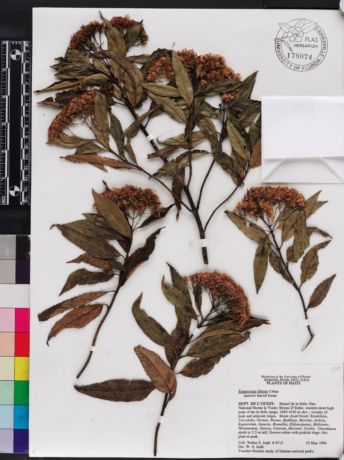 Ageratina illita image