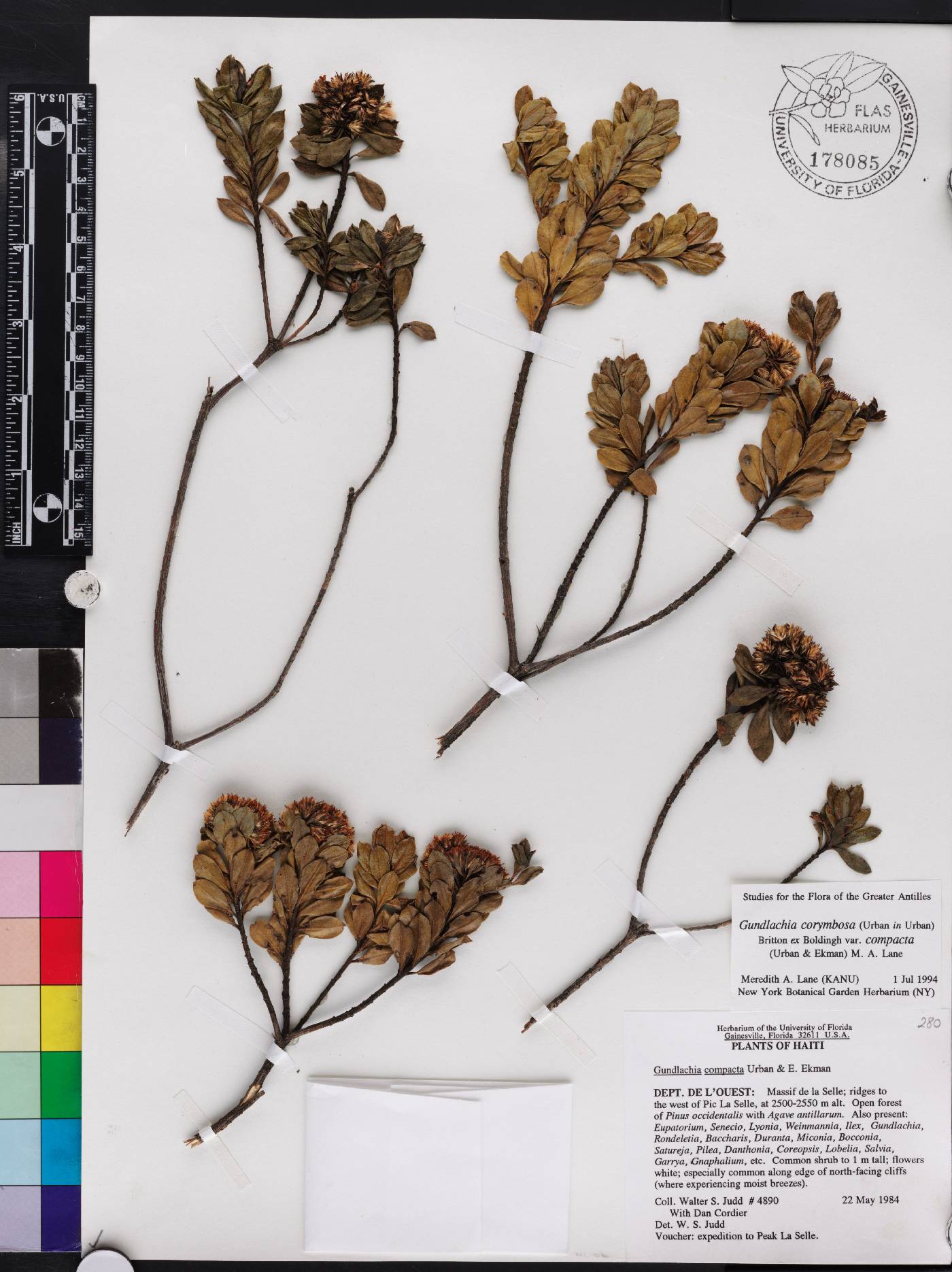 Gundlachia corymbosa var. compacta image