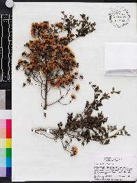 Vernonanthura buxifolia image
