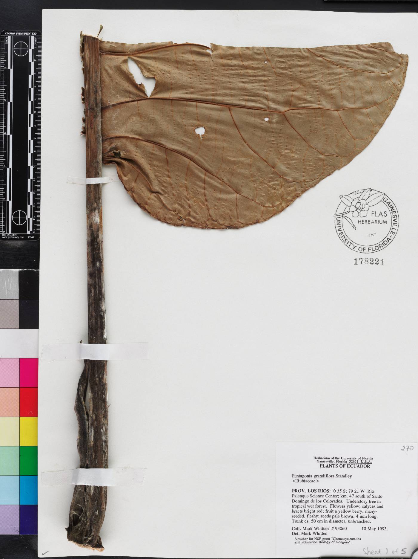 Pentagonia grandiflora image