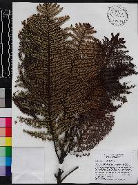 Phyllanthus myriophyllus image