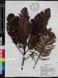 Phyllanthus myriophyllus image