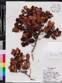 Image of Calyptranthes marmeladensis