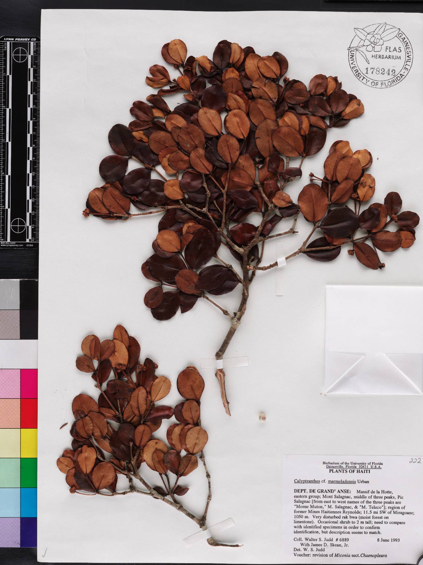 Calyptranthes marmeladensis image