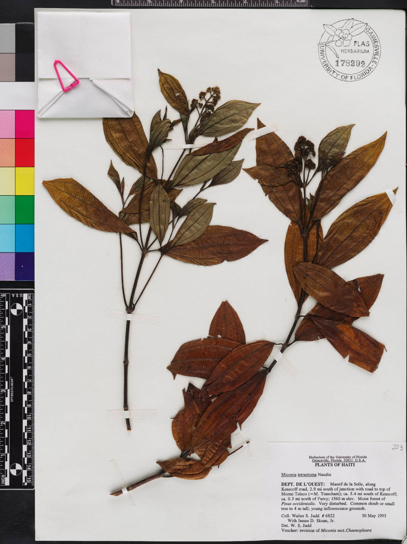 Miconia tetrastoma image