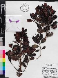 Psychotria alpestris image