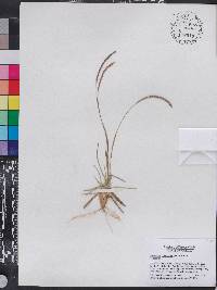 Eremochloa ophiuroides image