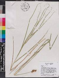 Carex alata image