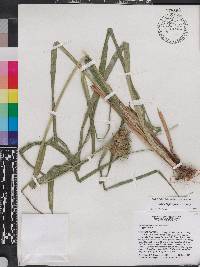 Carex lupuliformis image