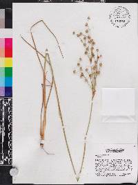 Juncus scirpoides image