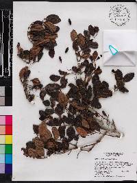 Symplocos hotteana image