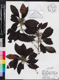 Rondeletia christii image