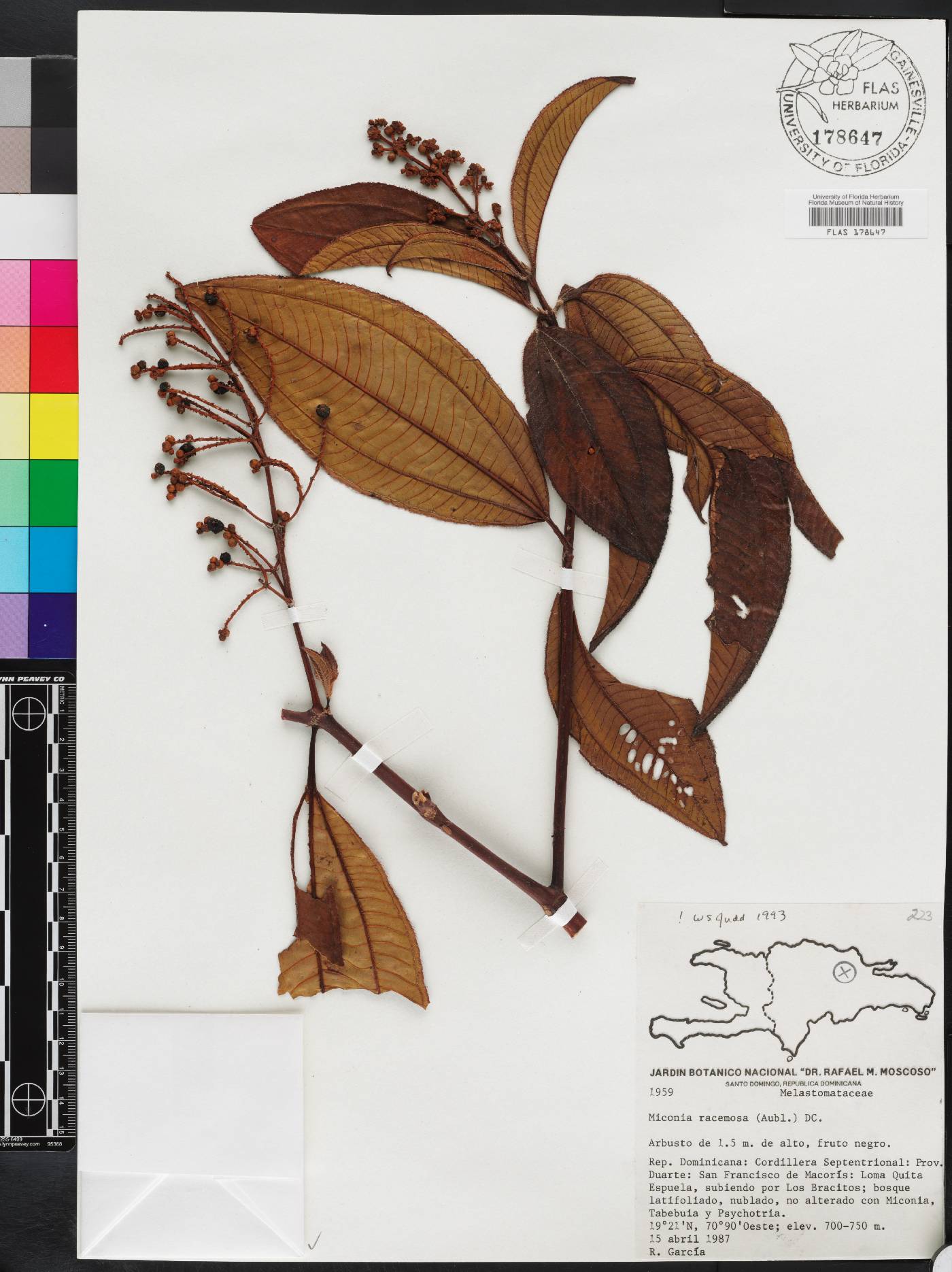 Miconia racemosa image