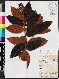 Miconia rubiginosa image