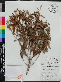 Miconia longicollis image