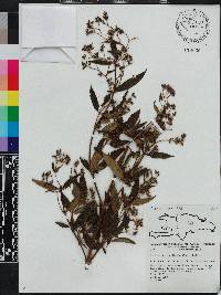 Chaetogastra longifolia image