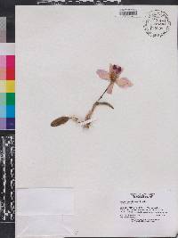 Cattleya pumila image