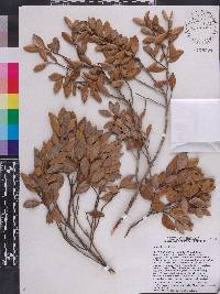 Lyonia tinensis image