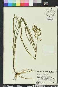 Stenanthium densum image