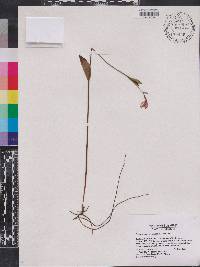 Pogonia ophioglossoides image