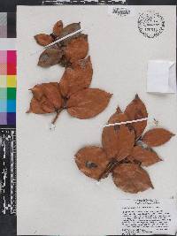 Vaccinium racemosum image