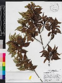 Exostema caribaeum image