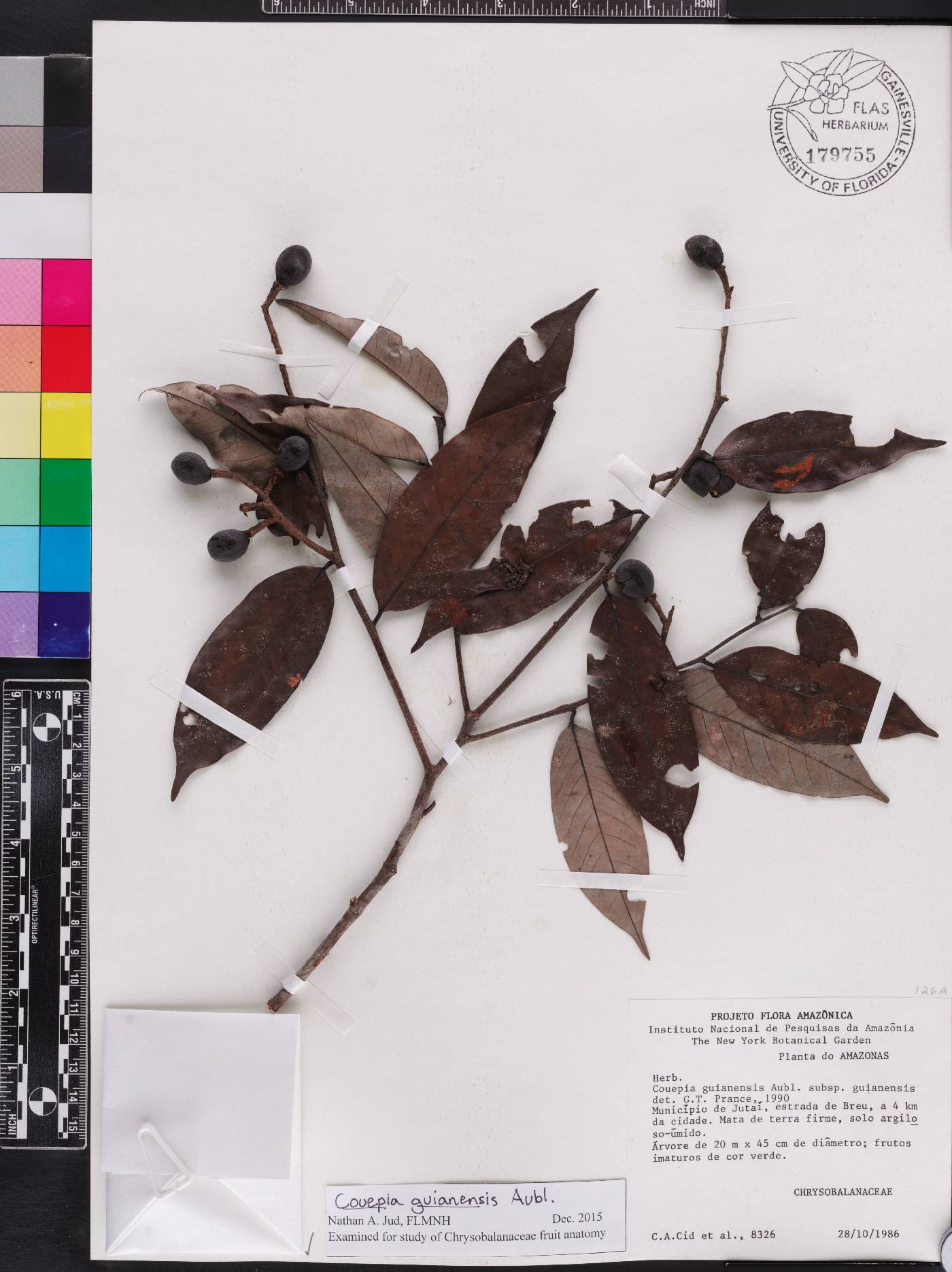 Couepia guianensis subsp. guianensis image