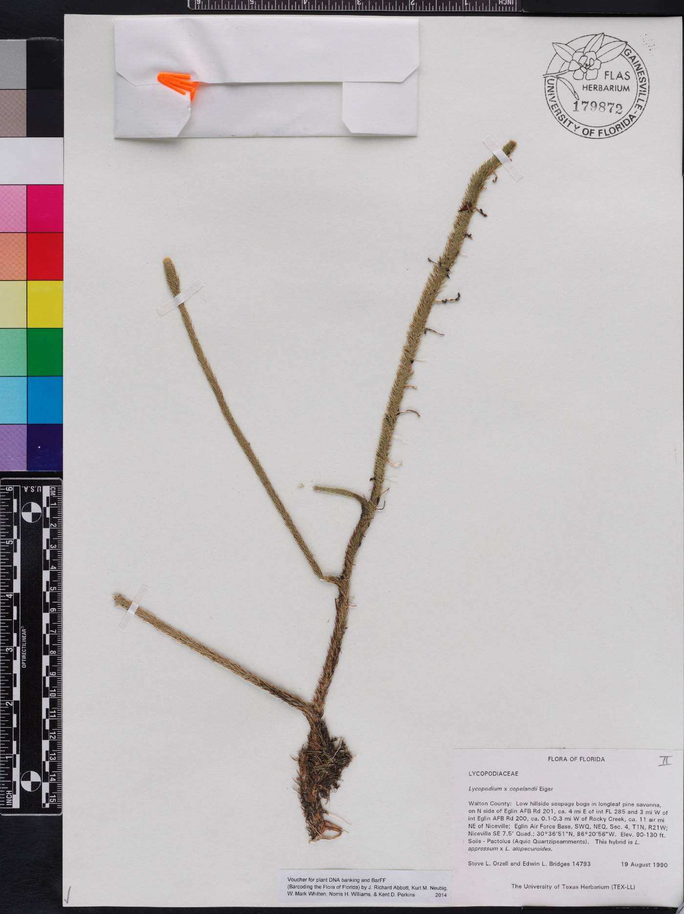 Lycopodiella copelandii image
