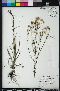 Pityopsis aspera image