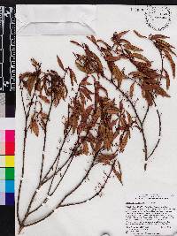 Miconia acuminoides image