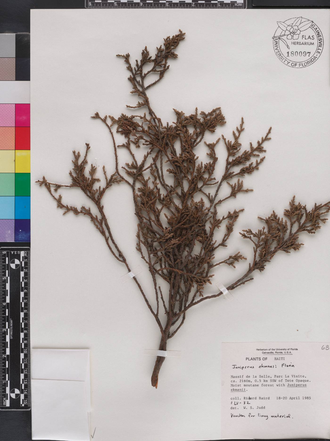 Juniperus gracilior image