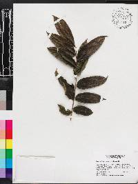 Zanthoxylum martinicense image