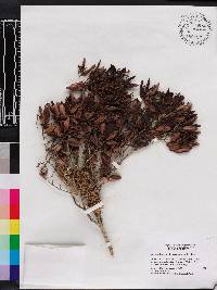 Calyptranthes pitoniana image